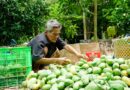 Xoài thanh ca quê nhà